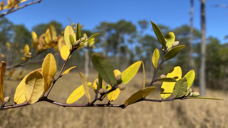 leaves of a Pond Spice shrub
