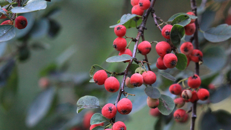 A close-up shot of the fruits of Red Chokeberry