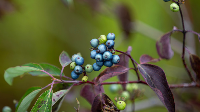 The berries of a silky dogwood shrub