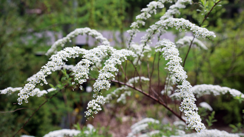 The Virginia sweetspire's white flowers
