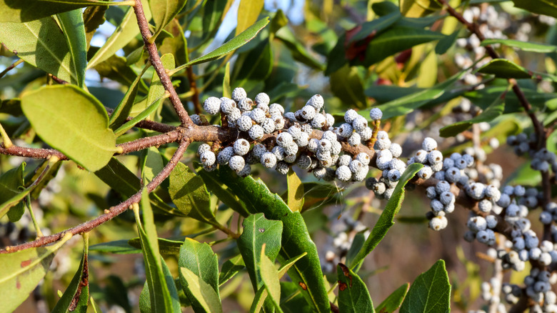The Wax Myrtle - an evergreen shrub