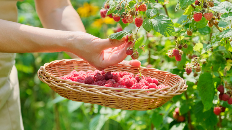 Person hand-picking raspberries