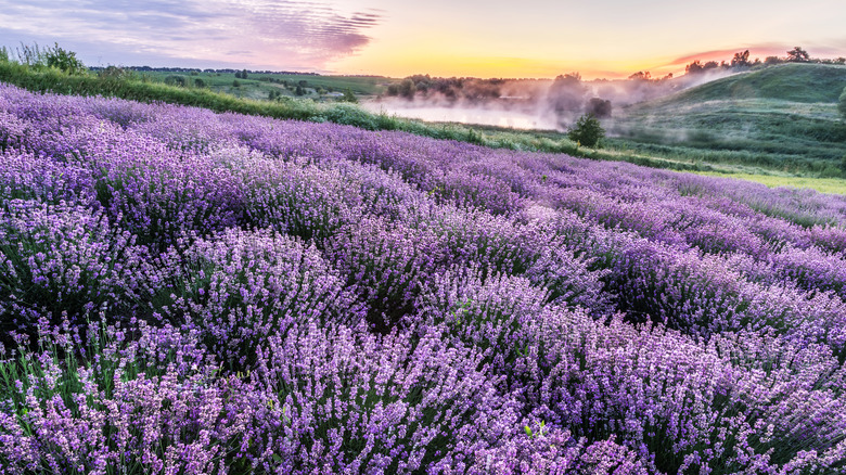 Colorful lavender field