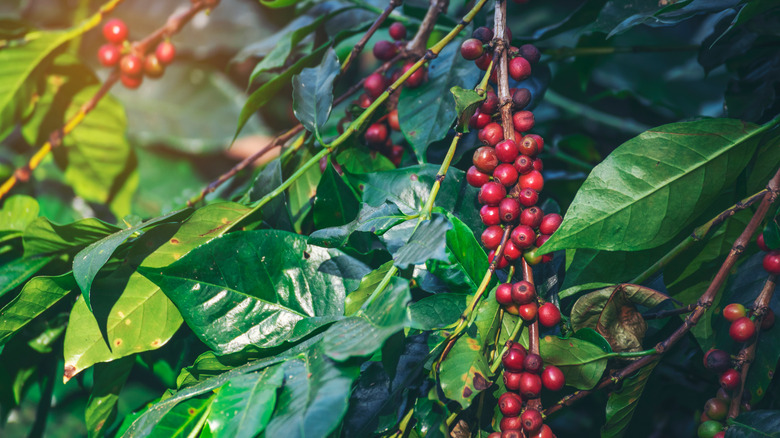 Wild coffee with red berries