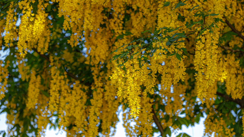 Golden chain tree