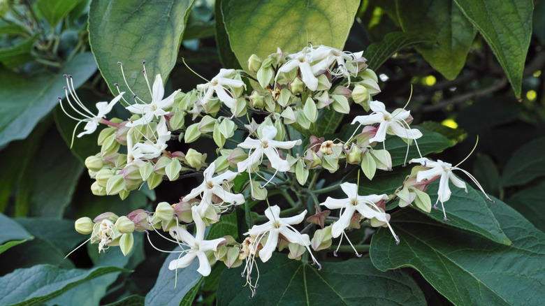 Harlequin glorybower flowers