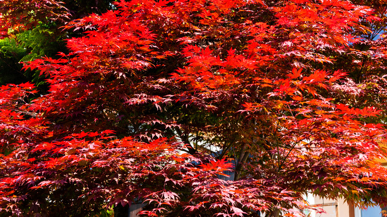 Orangeola Japanese maple