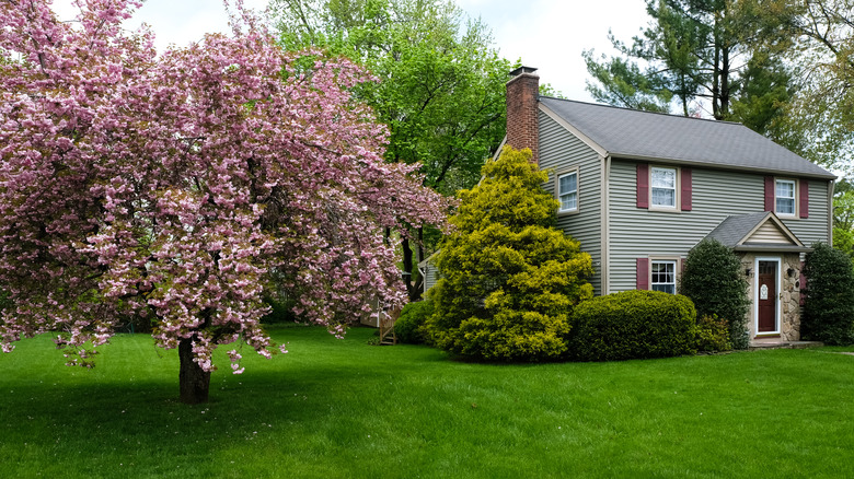 House with trees in yard