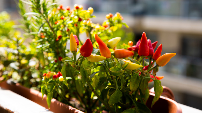 Capsicum annuum plant home garden