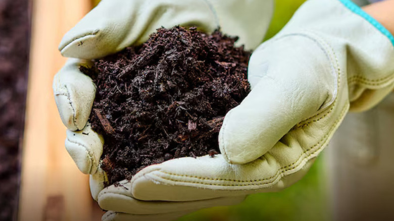 Cupped hands holding Miracle-Gro's Organic All-purpose Raised Bed Soil
