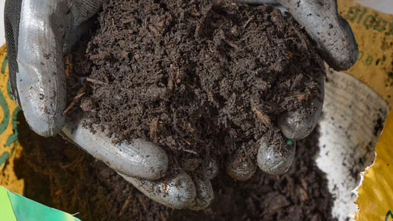 Close-up of hands holding Sta-Green's Vegetable & Flower Garden Soil