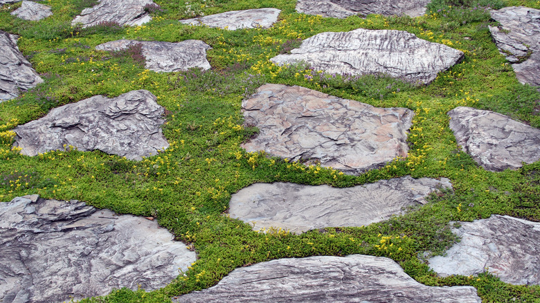 Stepping stones and moss for ground cover