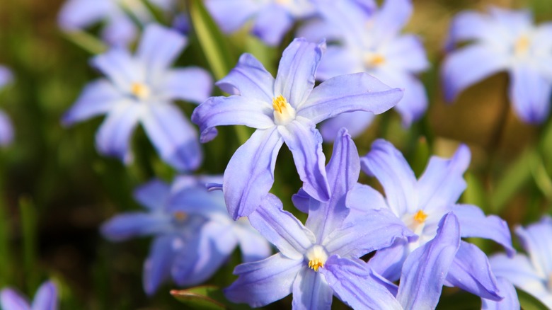 Bundle of blue flowers