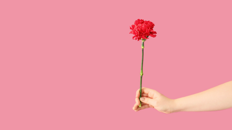 Woman's hand holding single carnation