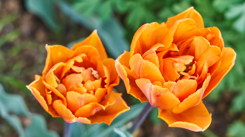 close-up of orange flower 