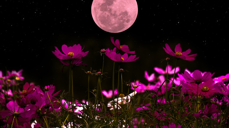 pink flowers in full moon