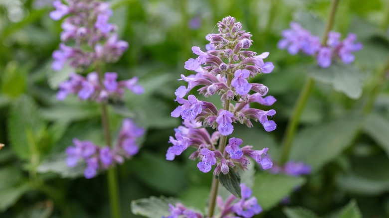 Catmint flower