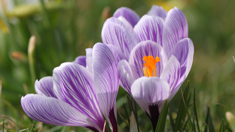 Light purple crocus flowers