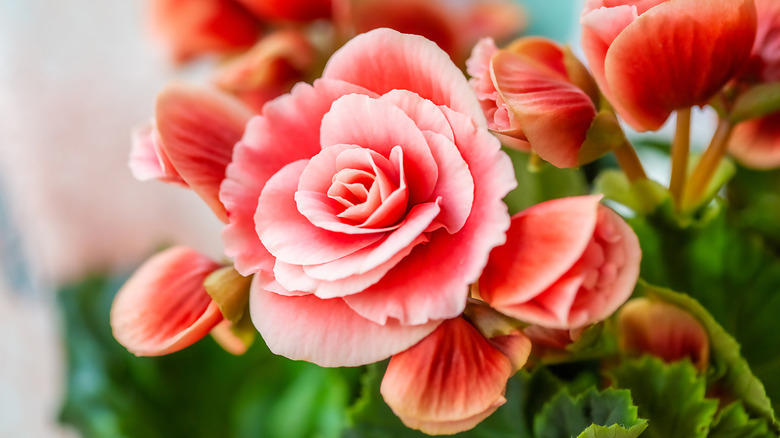 Pink coral rose flower