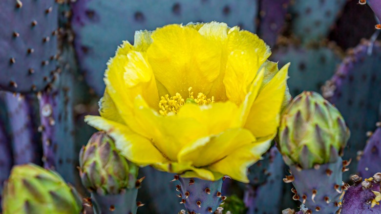 Yellow flower on a cactus