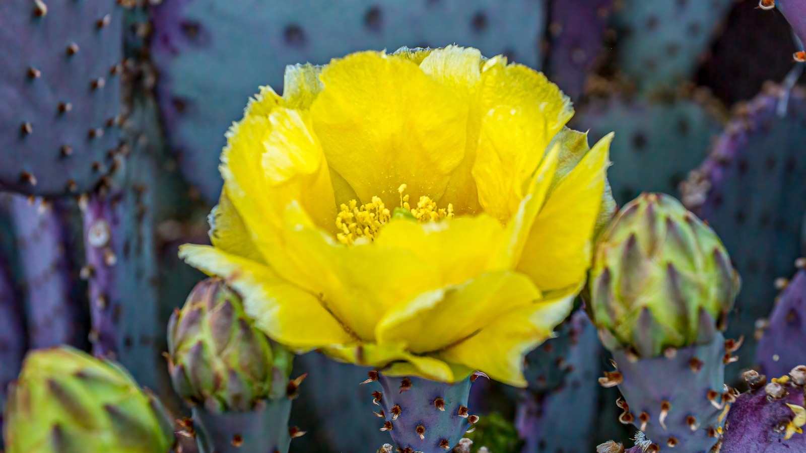 15 Succulents That Bloom With Bright Yellow Flowers