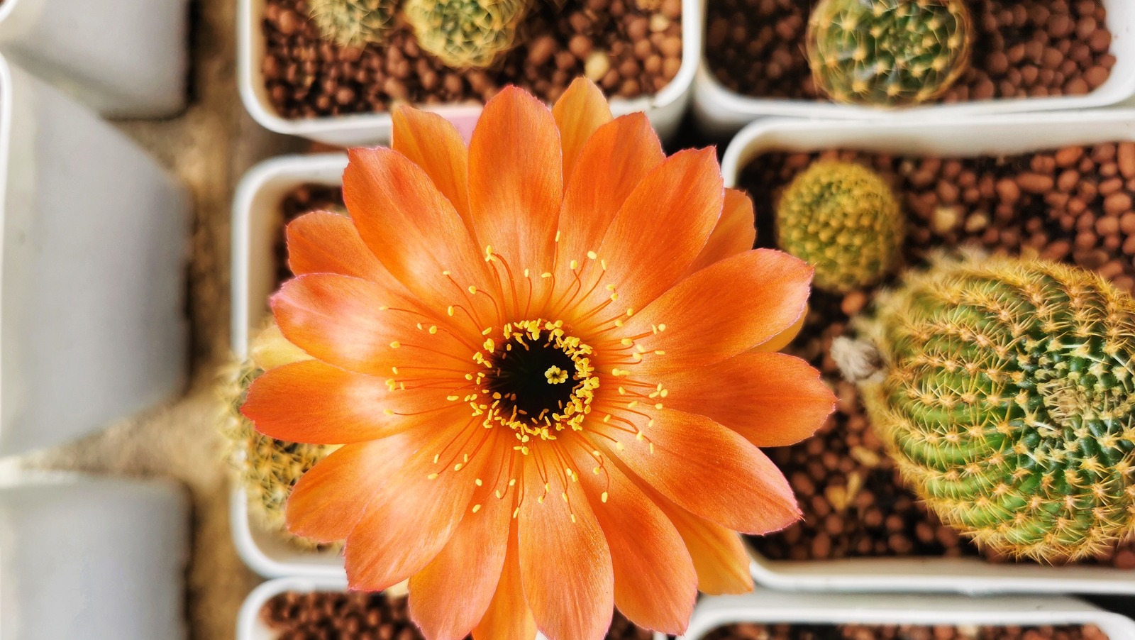 Orange Succulent Plants