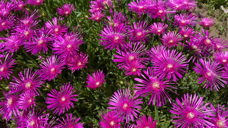 Purple flowers of the iceplant