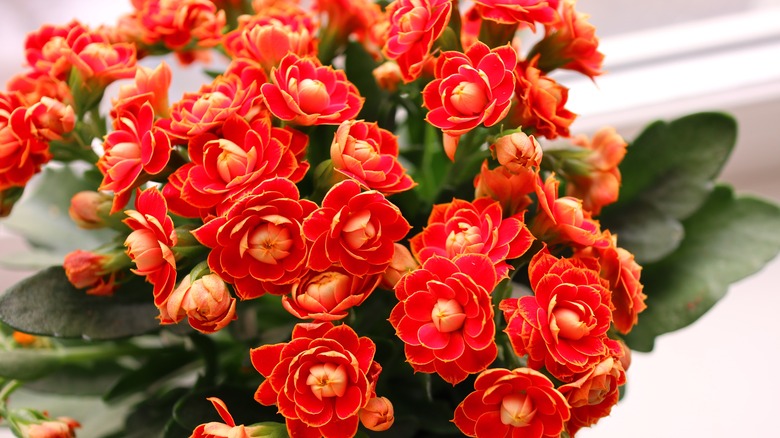 Blooming red kalanchoe flowers 