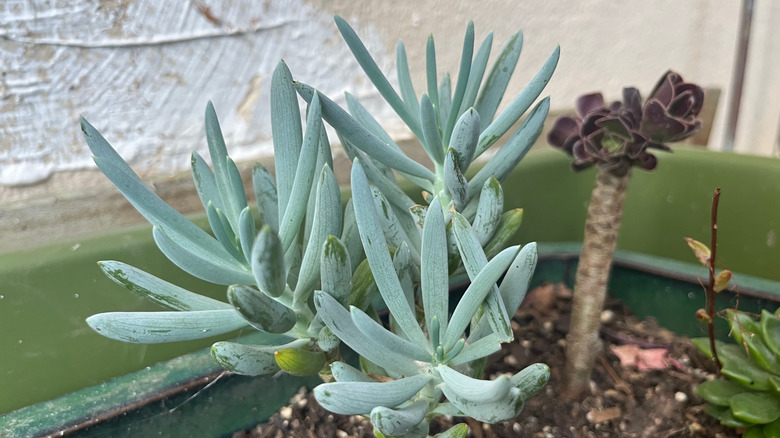 A blue finger succulent growing in a pot in an indoor-outdoor sunroom.