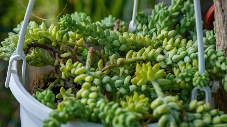 A burro's tail succulent grows in a white hanging planter.