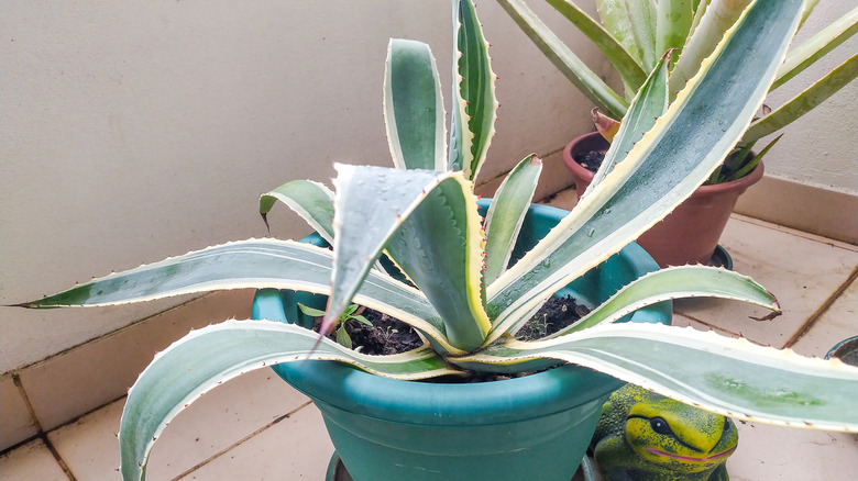 A century plant grows in a green plastic container indoors.