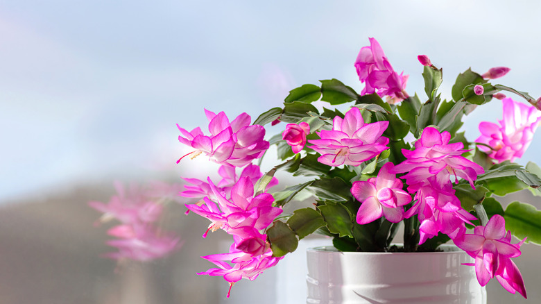 A pink-flowering Christmas cactus near a window.