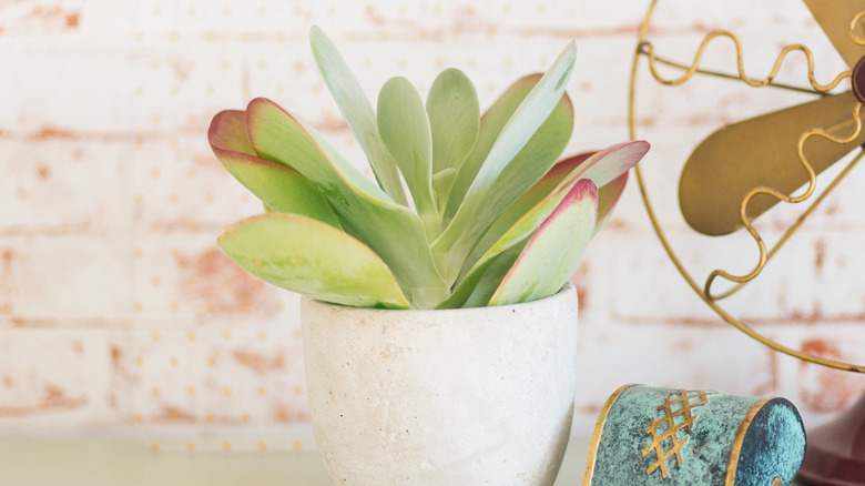 A green and red flapjack growing in a white planter indoors.