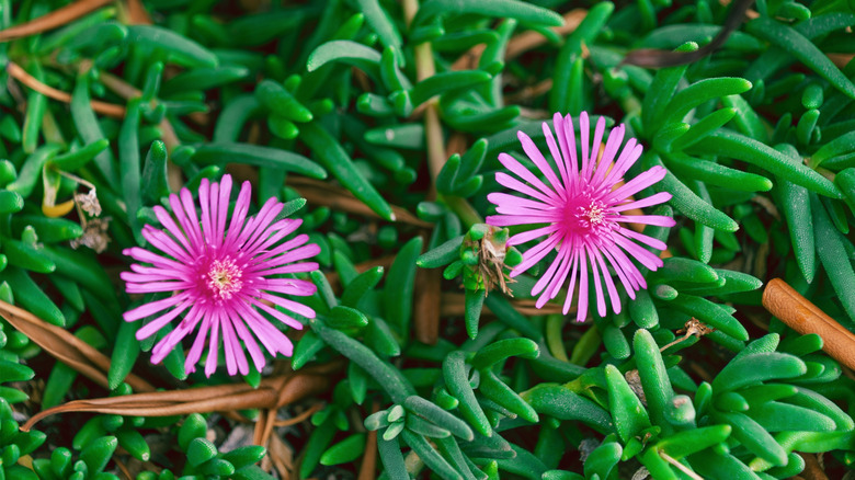 Bright pink ice plants flowers among green succulent foliage.