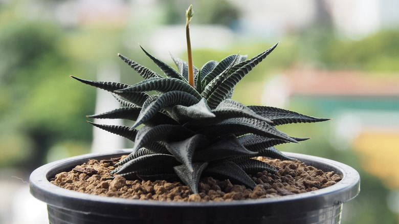 A haworthia growing in a plastic planter on a windowsill.