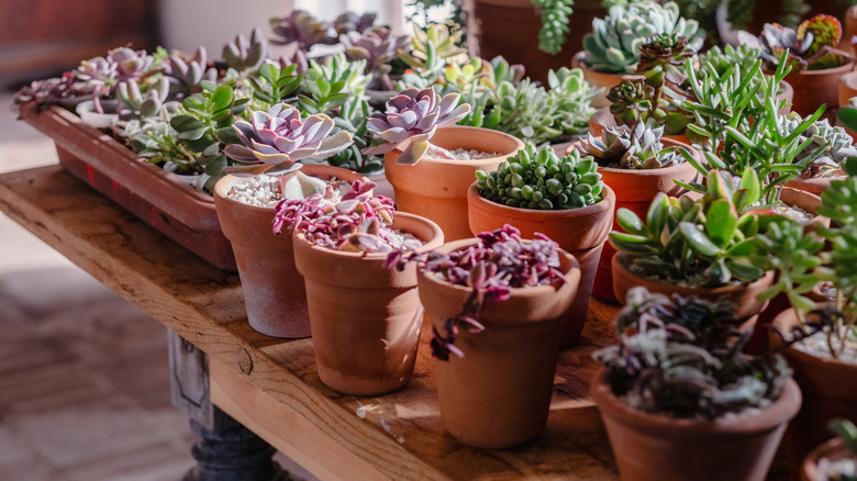 Various succulent plants in terracotta pots on a table.