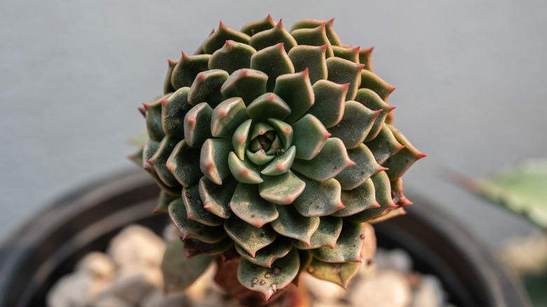 A Mexican rosette succulent growing in a pot.