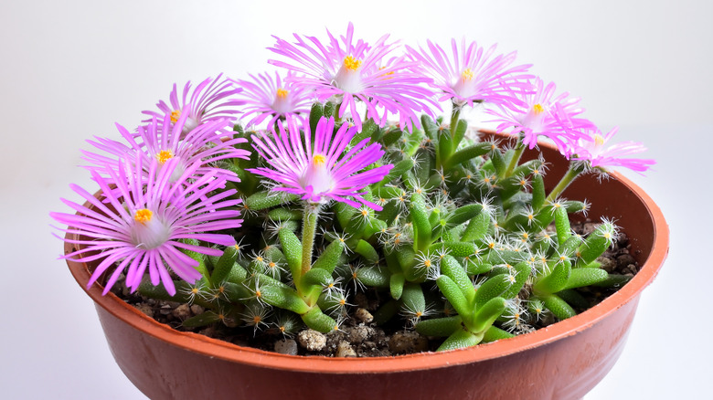 A pink-flowering mini desert rose growing in an orange plastic planter.