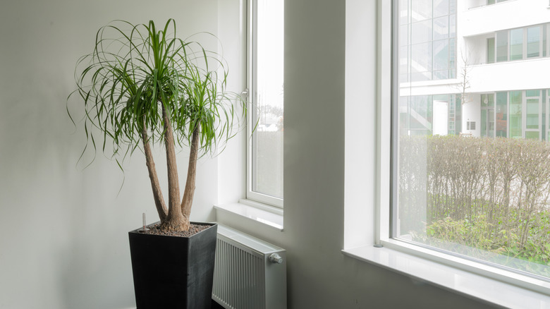 A green ponytail palm in a black pot next to a large window.