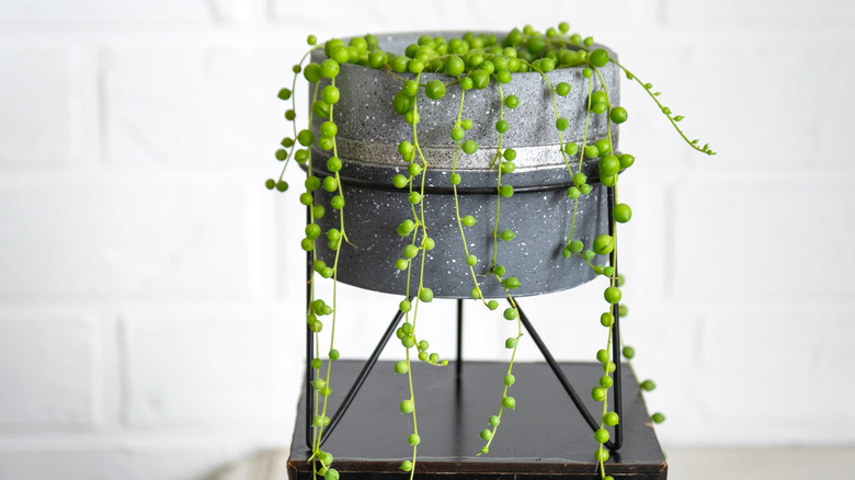 The long stems of a string of pearls succulent trail over the edge of a concrete planter on a stand.