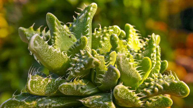 A tiger jaws succulent with spikes on the inside of its leaves.
