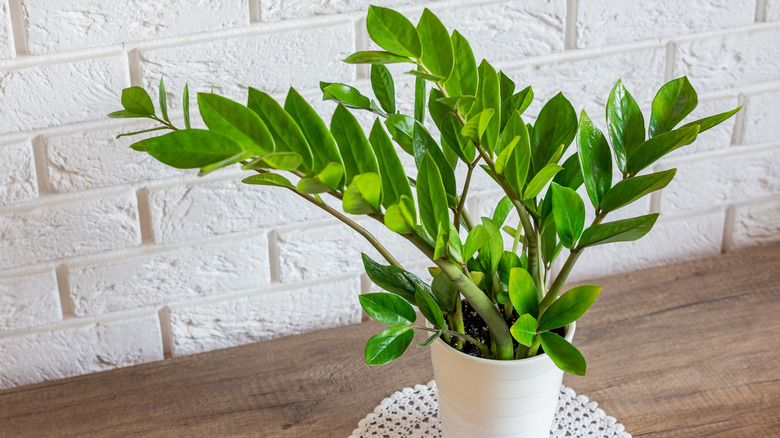 A ZZ plant growing in a white flower pot on the wooden table.