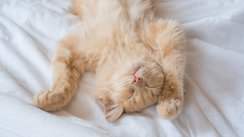 Ginger kitten asleep upside down on a bed.