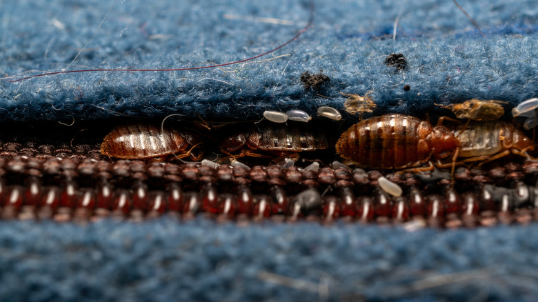 A close up of bed bugs in a mattress seam.