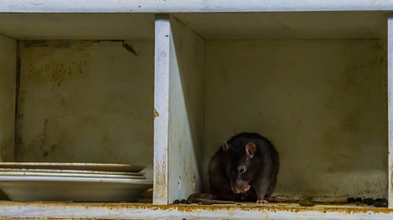 A rat sits in a dirty kitchen cabinet