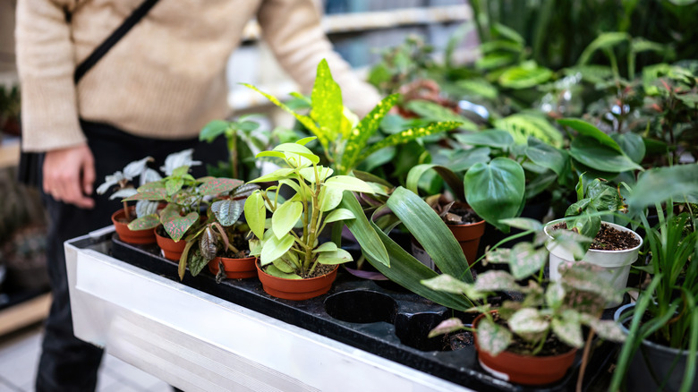 Close-up of a person shopping for plants at a nursery