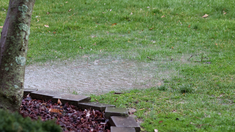 A puddle of water on a poorly-drained lawn