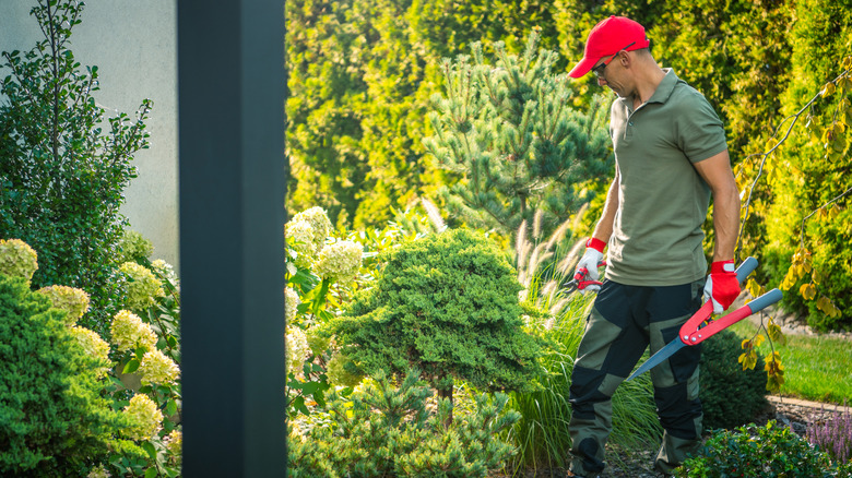 A gardener focused on yard maintenance