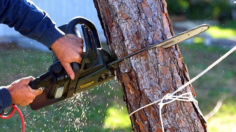 Close-up of a person using a chainsaw to cut down a tree