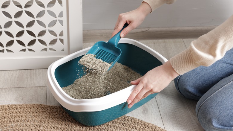 Cat litter in litter box